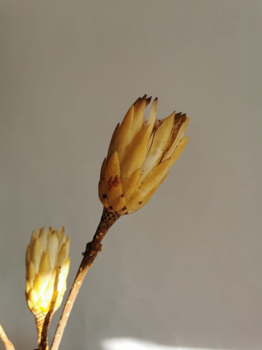 Protea suszona żółta