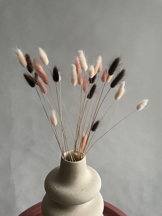 Dmuszek / Lagurus suszony MIX brzoskwiniowy