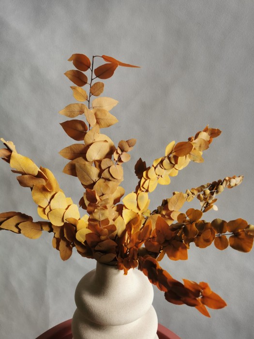 Eukaliptus Stuartiana stabilizowany miodowy