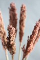 Sorgo