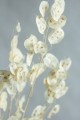 Lunaria