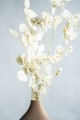 Lunaria