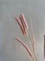 Tymonka / Phleum brzoskwiniowy róż
