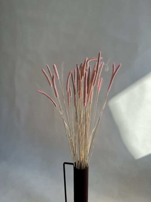 Tymonka / Phleum brzoskwiniowy róż