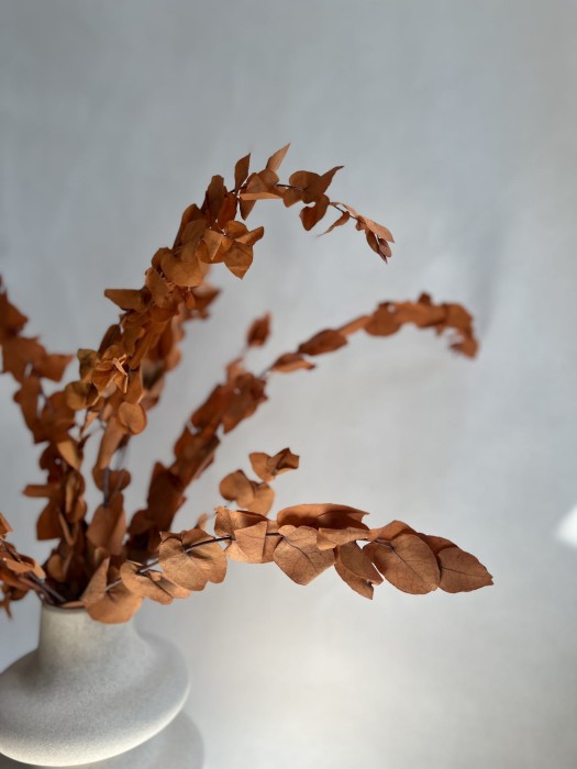 Eukaliptus Stuartiana stabilizowany rudy