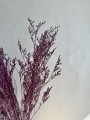 Limonium stabilizowane fioletowe