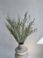 Limonium stabilizowane zielone