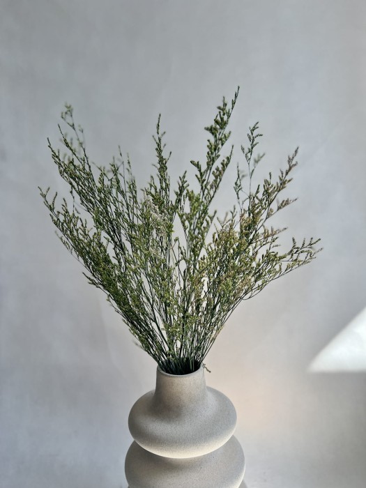 Limonium stabilizowane zielone