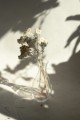 Helichrysum białe