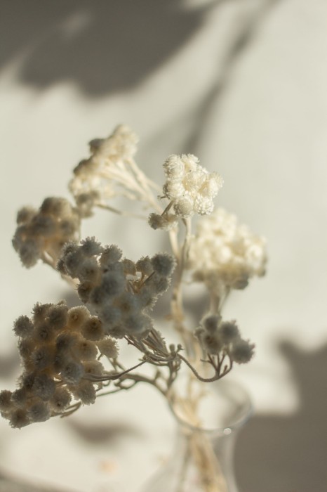 Helichrysum białe