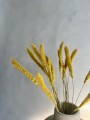 IMG_7259.jpeg