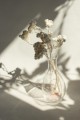 Helichrysum białe