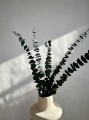 IMG_1164.jpeg