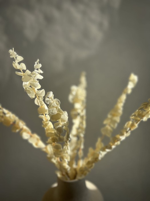 Eukaliptus Baby Blue stabilizowany Kremowy