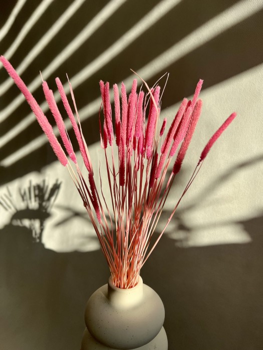 Tymotka / Phleum barbie róż