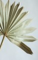 Liść palmy "słońce" naturalny