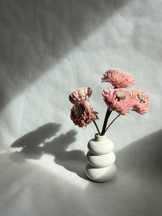 Kwiat shola - Cynia różowa 10cm