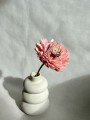 Kwiat shola - Cynia różowa 10cm