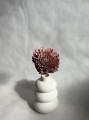 Kwiat shola - Cynia przydymiony róż 10cm