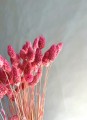 Phalaris / kanar suszony cukierkowy róż