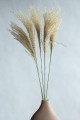 Eulalia miscant naturalna