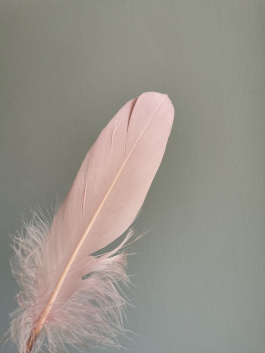 Piórka gęsie brudny róż