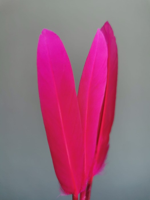 Piórka kacze fuksjowe