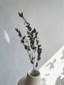 Eukaliptus Parvifolia stabilizowany