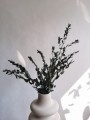 Eukaliptus Parvifolia stabilizowany