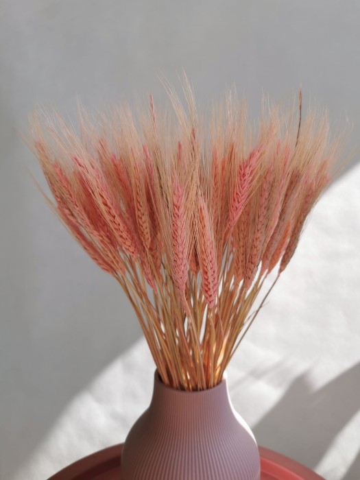 Pszenżyto jasny róż