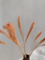 Setaria brzoskwiniowo różowa