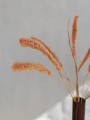 Setaria brzoskwiniowo różowa
