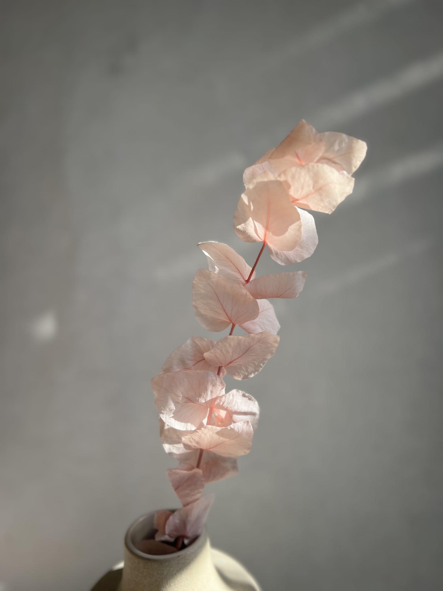 Co to jest stabilizacja roślin i dlaczego coraz więcej osób się nią zachwyca?